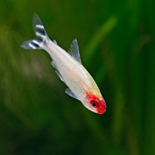 Petitella georgia - Georgias rotkopfsalmler ML